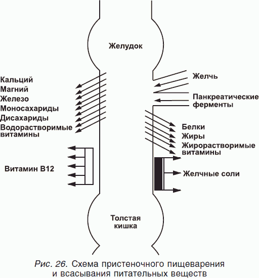 книга очищение организма книга очищение организма