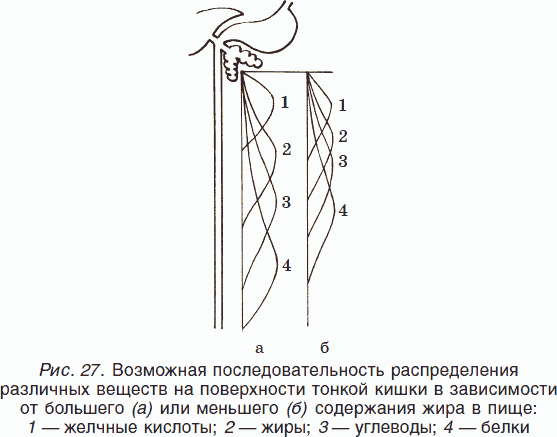 очищение тонкого кишечника очищение тонкого кишечника