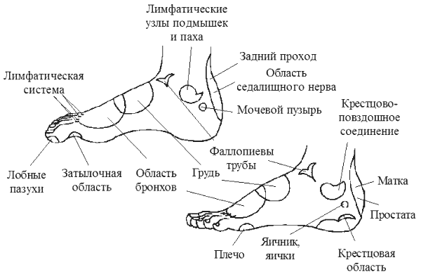 щиколотка это где картинка онлайн щиколотка это где картинка